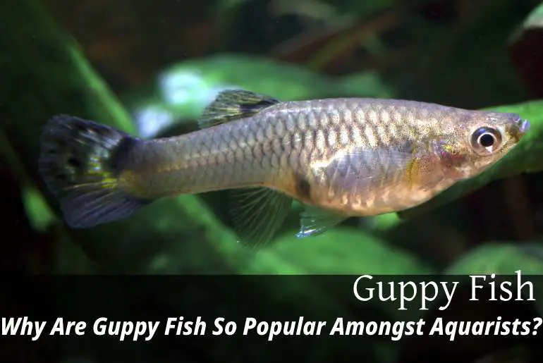Why Are Guppy Fish So Popular Amongst Aquarists