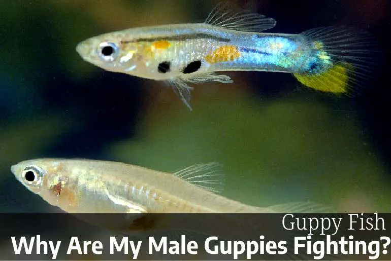 Why Are My Male Guppies Fighting