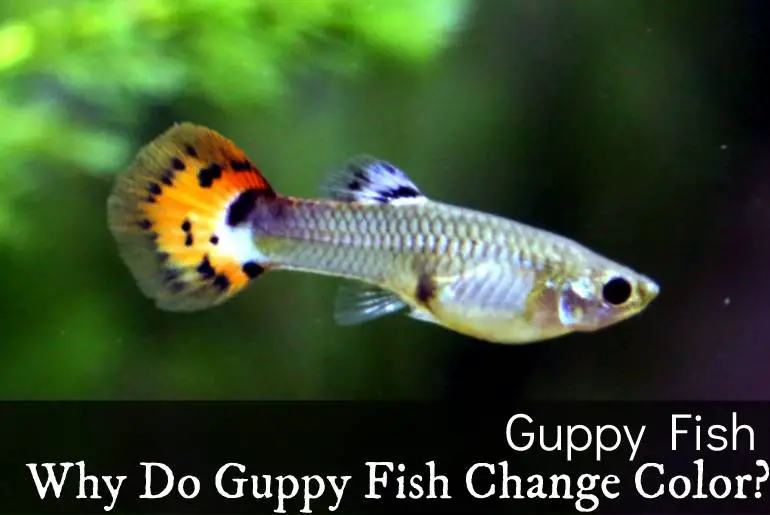 Why Do Guppy Fish Change Color