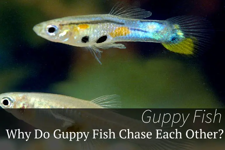 Why Do Guppy Fish Chase Each Other