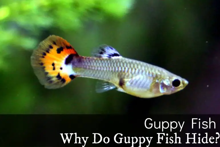 Why Do Guppy Fish Hide