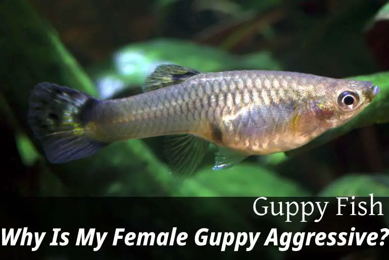 Why Is My Female Guppy Aggressive