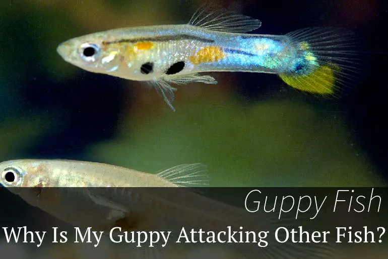 Why Is My Guppy Attacking Other Fish