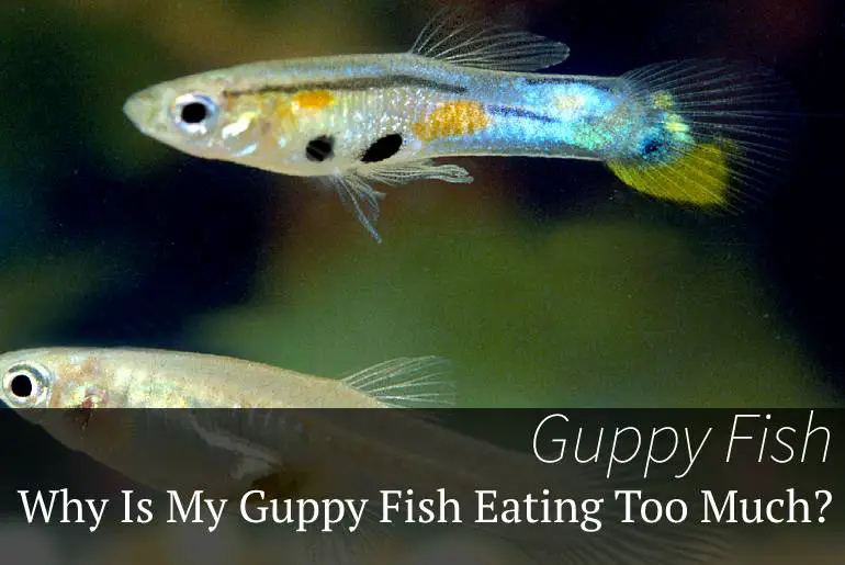 Why Is My Guppy Fish Eating Too Much