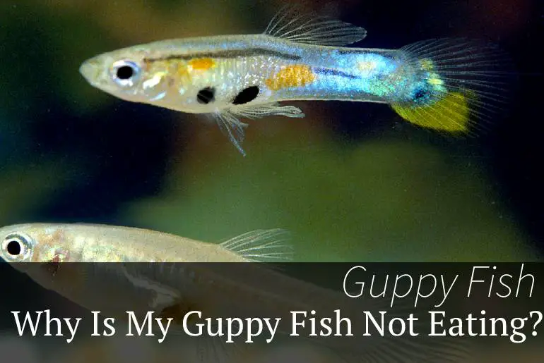 Why Is My Guppy Fish Not Eating