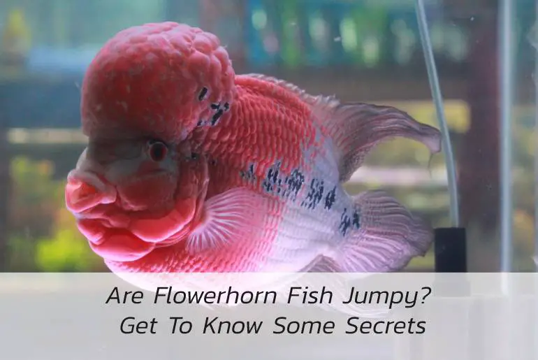 are flowerhorn fish jumpy