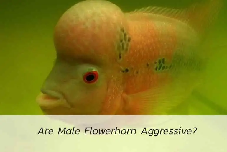 are-male-flowerhorn-aggressive