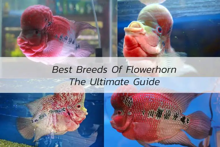best breeds of flowerhorn