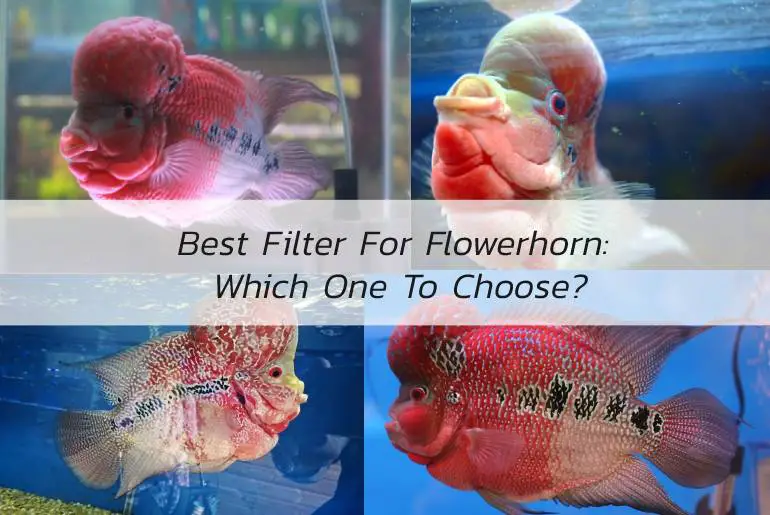 best filter for flowerhorn