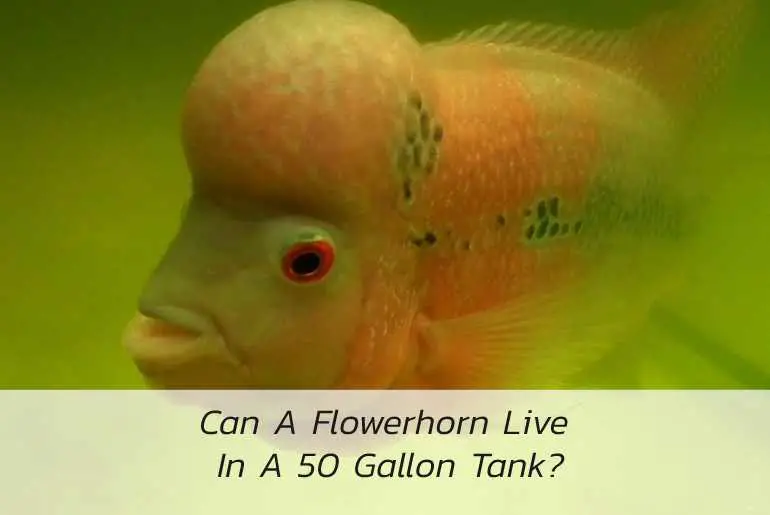 flowerhorn live in 50 gallon tank