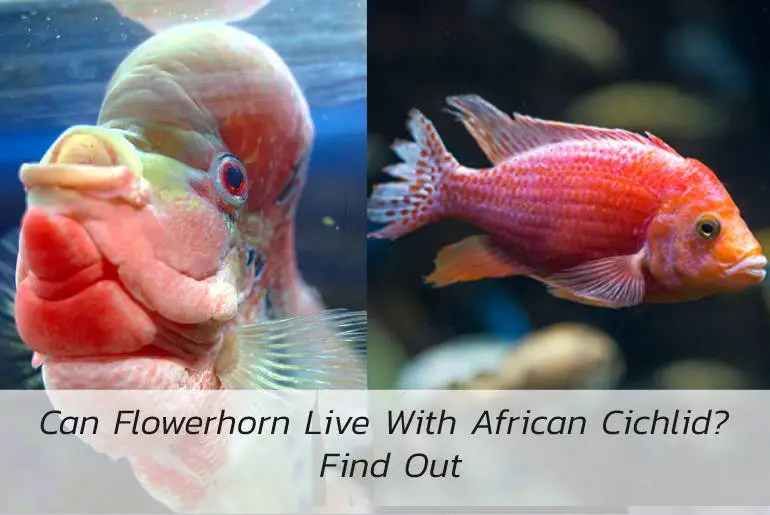 can flowerhorn live with african cichlid