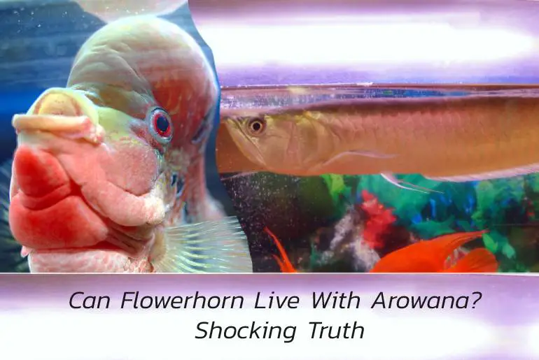 can flowerhorn live with arowana