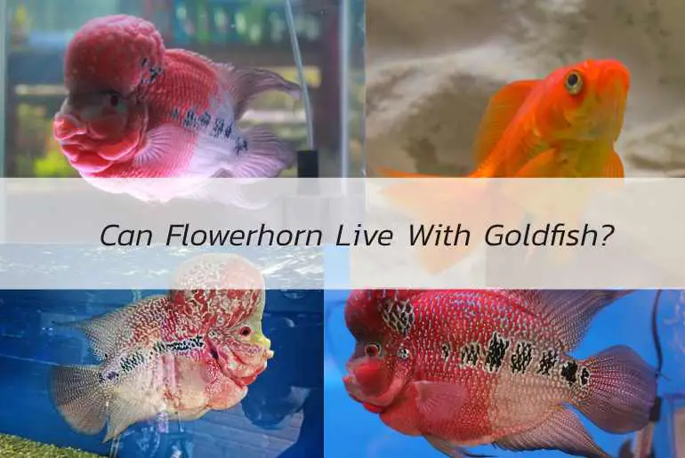 can flowerhorn live with goldfish