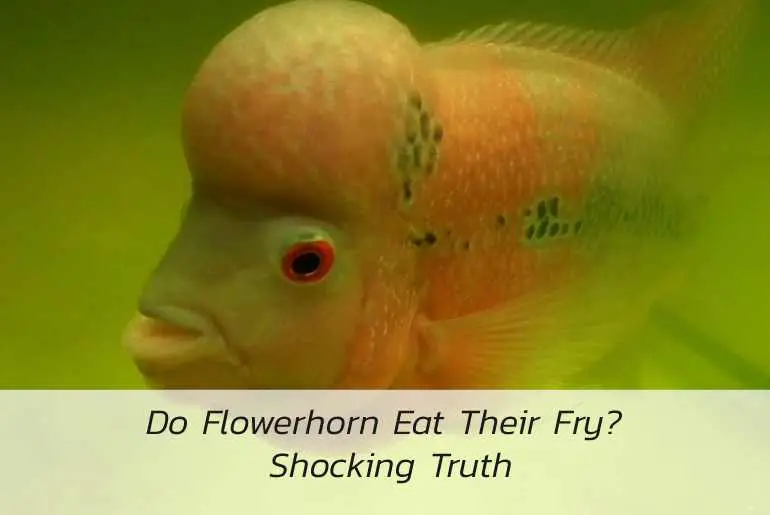 flowerhorn eat their fry