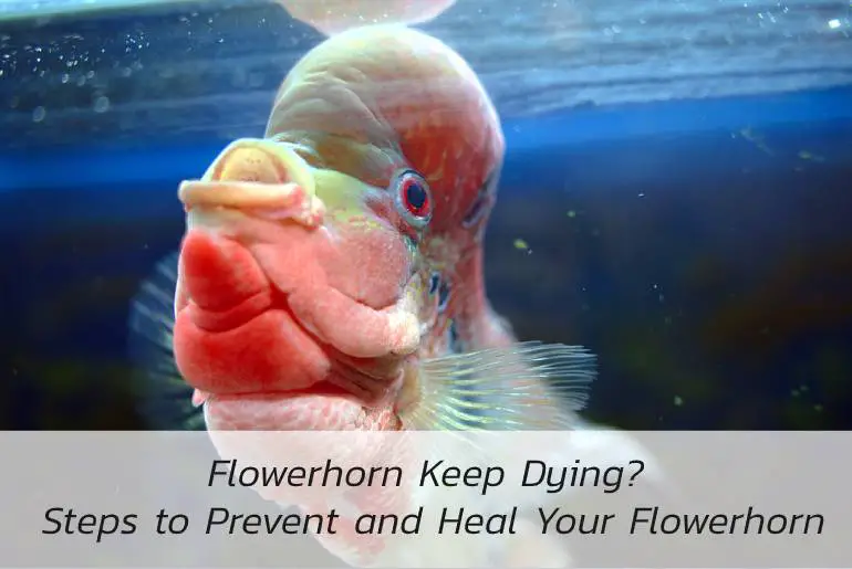 flowerhorn keep dying