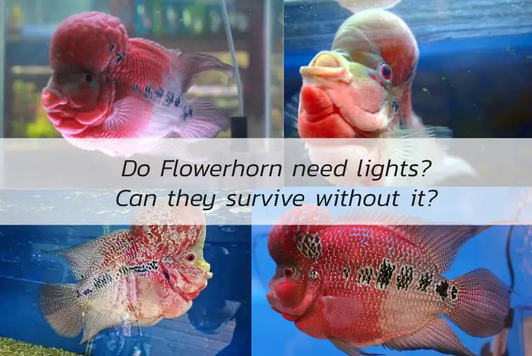 flowerhorn need lights