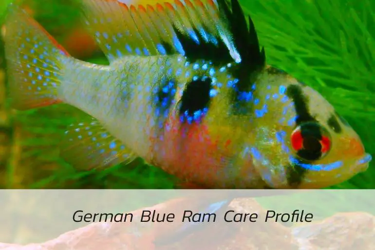 german blue ram