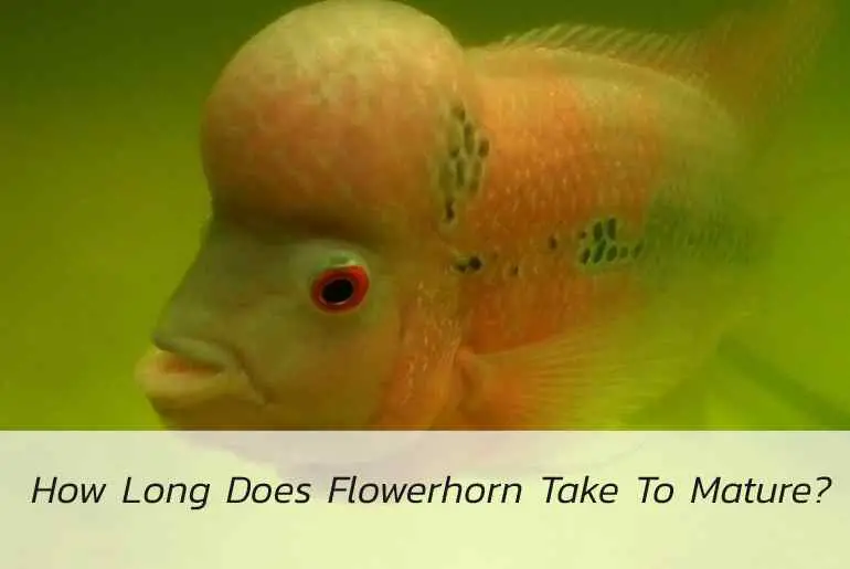 how long does flowerhorn take to mature