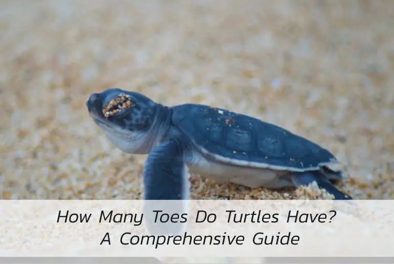 how many toes do turtles have