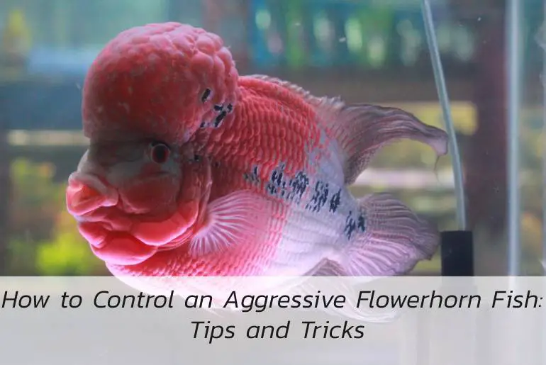 how-to-control-aggressive-flowerhorn