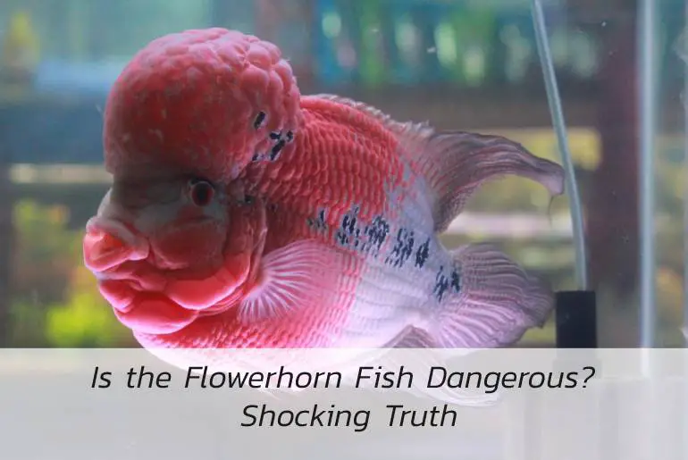 flowerhorn fish dangerous