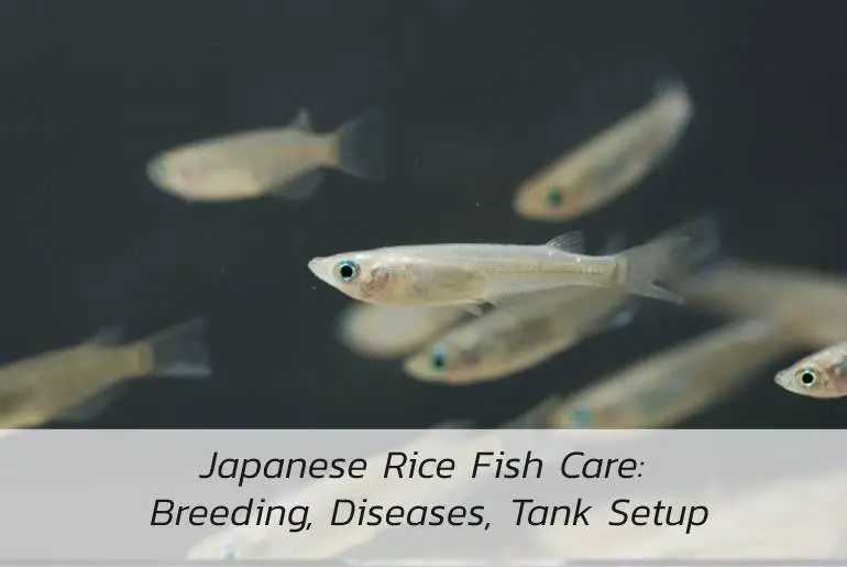 japanese rice fish care