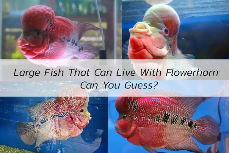 large fish that can live with flowerhorn