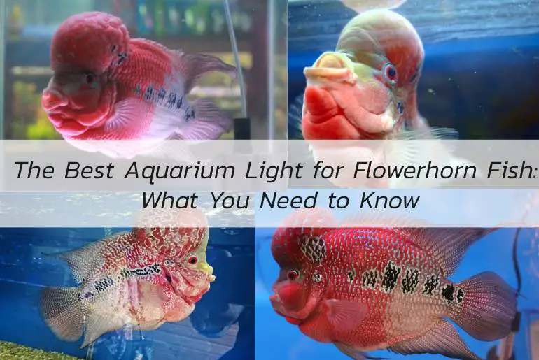 best aquarium light for flowerhorn