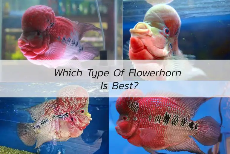 which type of flowerhorn is best