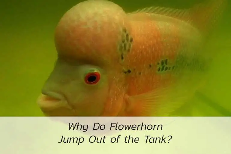why-do-flowerhorn-jump-out-of-the-tank
