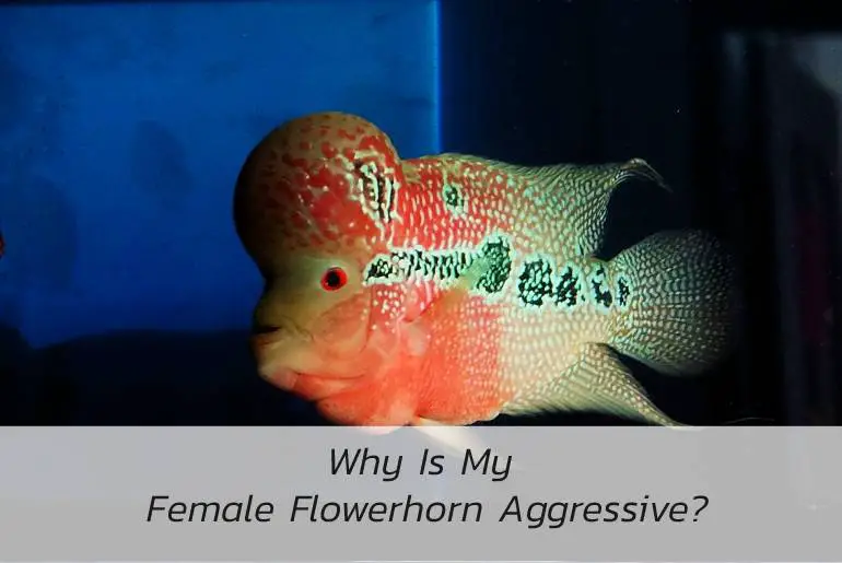 why is my female flowerhorn aggressive