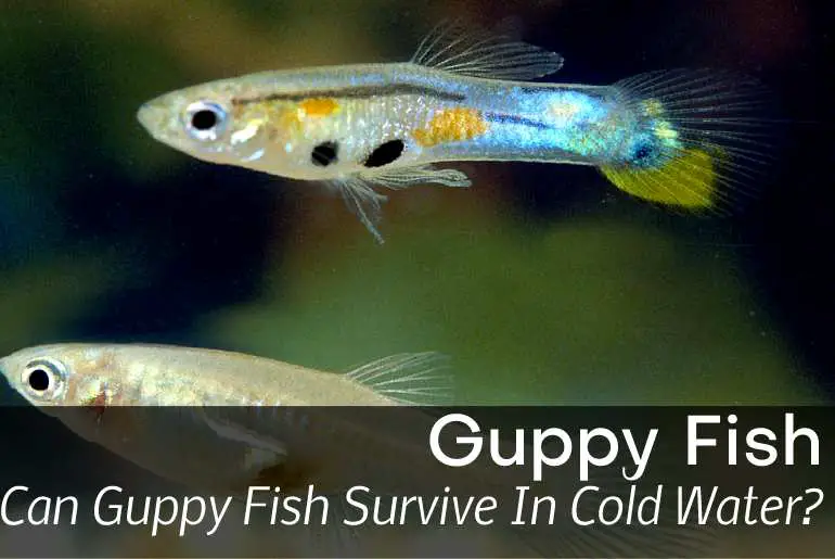 Can Guppy Fish Survive In Cold Water? Fish Keeping Guide