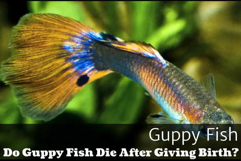 Do Guppy Fish Die After Giving Birth