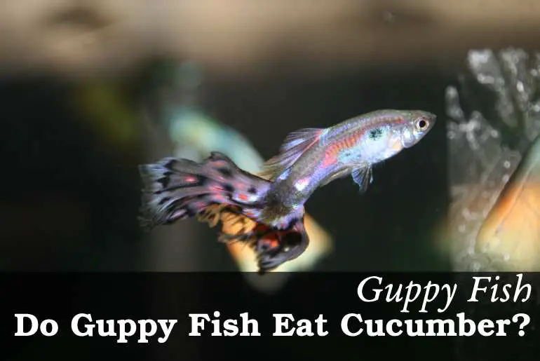 Do Guppy Fish Eat Cucumber? - Fish Keeping Guide