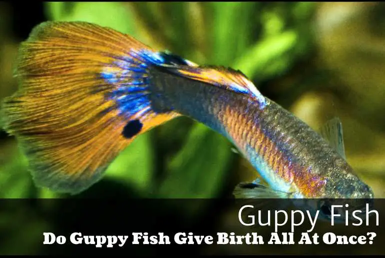 Do Guppy Fish Give Birth All At Once