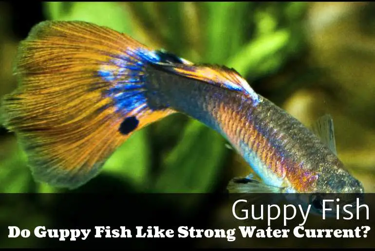 Do Guppy Fish Like Strong Water Current