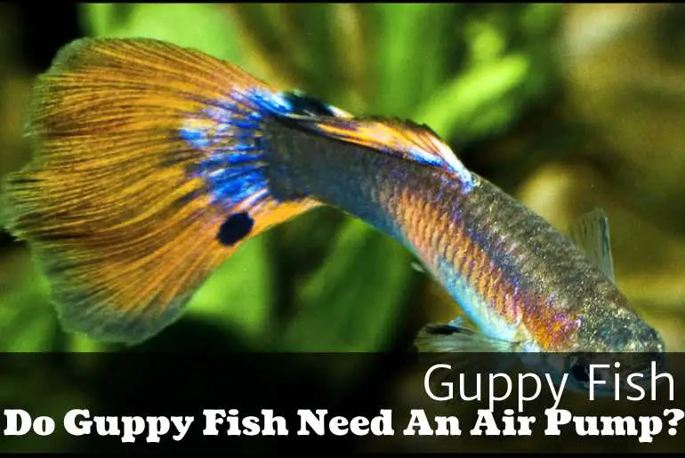 Do Guppy Fish Need An Air Pump