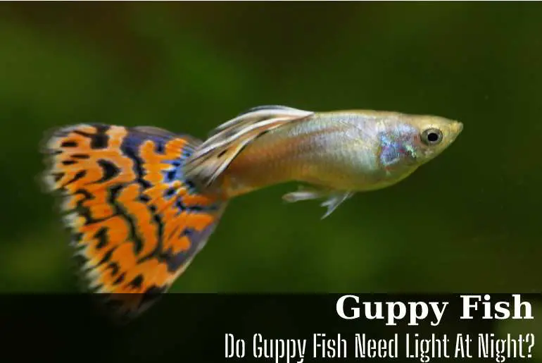 Do Guppy Fish Need Light At Night