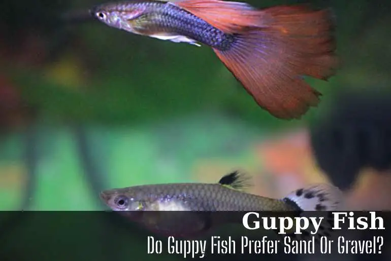 Do Guppy Fish Prefer Sand Or Gravel