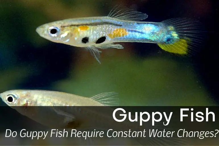 Do Guppy Fish Require Constant Water Changes