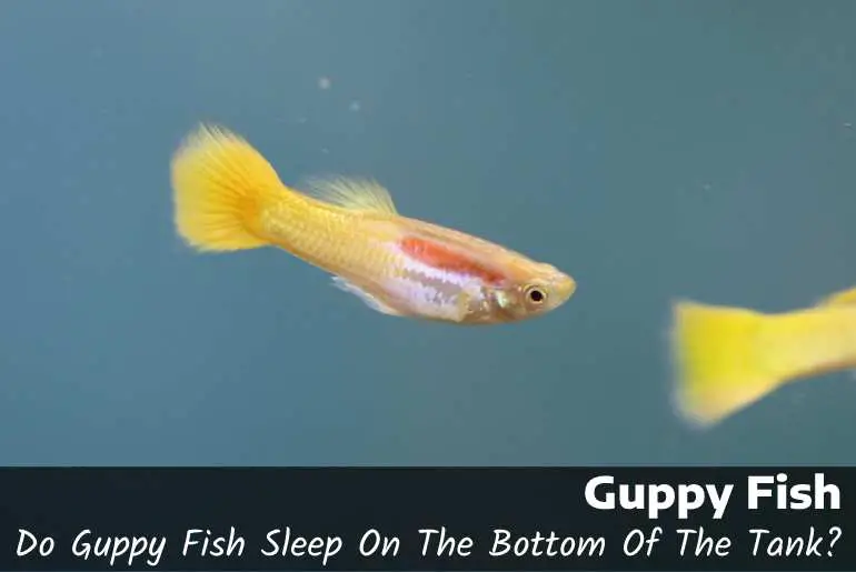 Do Guppy Fish Sleep On The Bottom Of The Tank