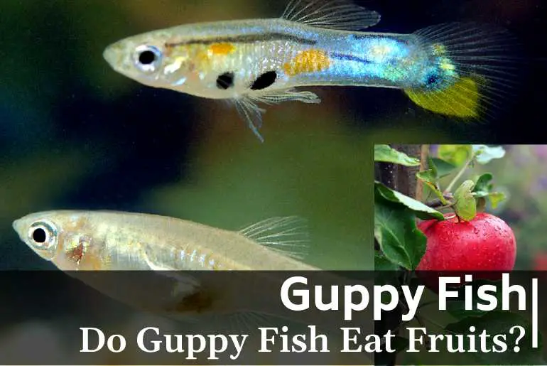 Do guppy fish eat fruits