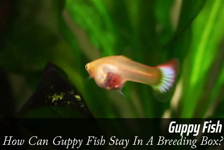 How Can Guppy Fish Stay In A Breeding Box