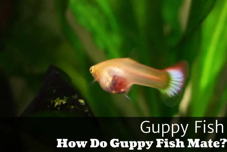 How Do Guppy Fish Mate