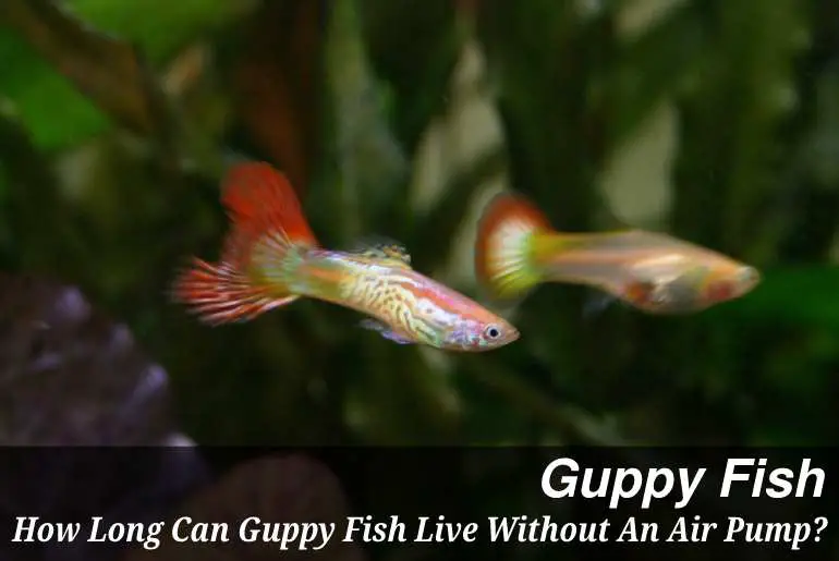 How Long Can Guppy Fish Live Without An Air Pump