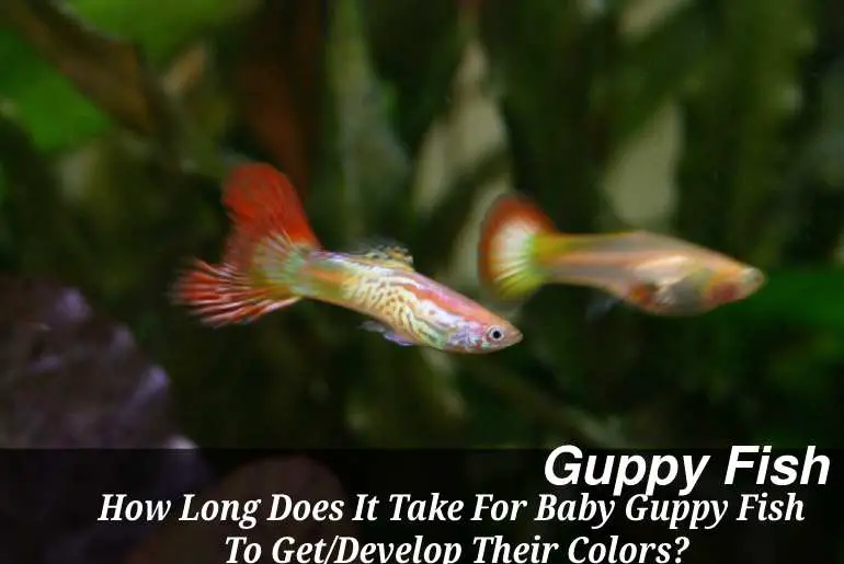How Long Does It Take for Baby Guppy Fish to Get Their Colors_