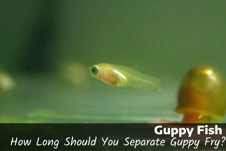 How Long Should You Separate Guppy fry