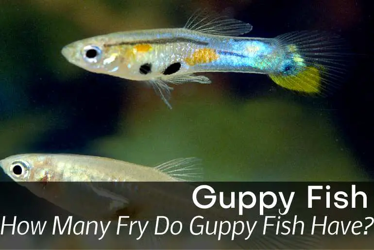 How Many Fry Do Guppy Fish Have