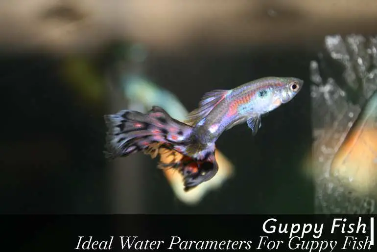 Ideal Water Parameters For Guppy Fish