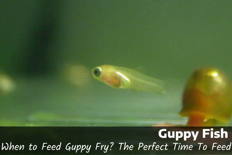 When to Feed Guppy Fry
